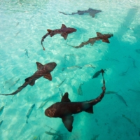 Swim With Nurse Sharks At Compass Cay