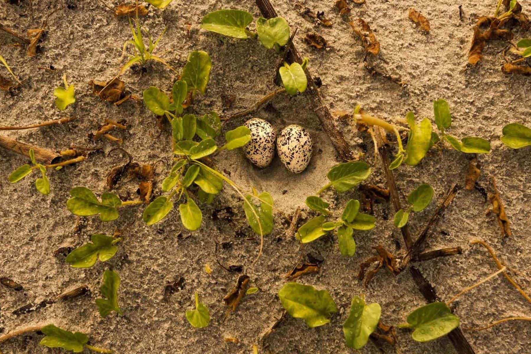 the-lodge-at-little-st-simons-island-georgia-eggs