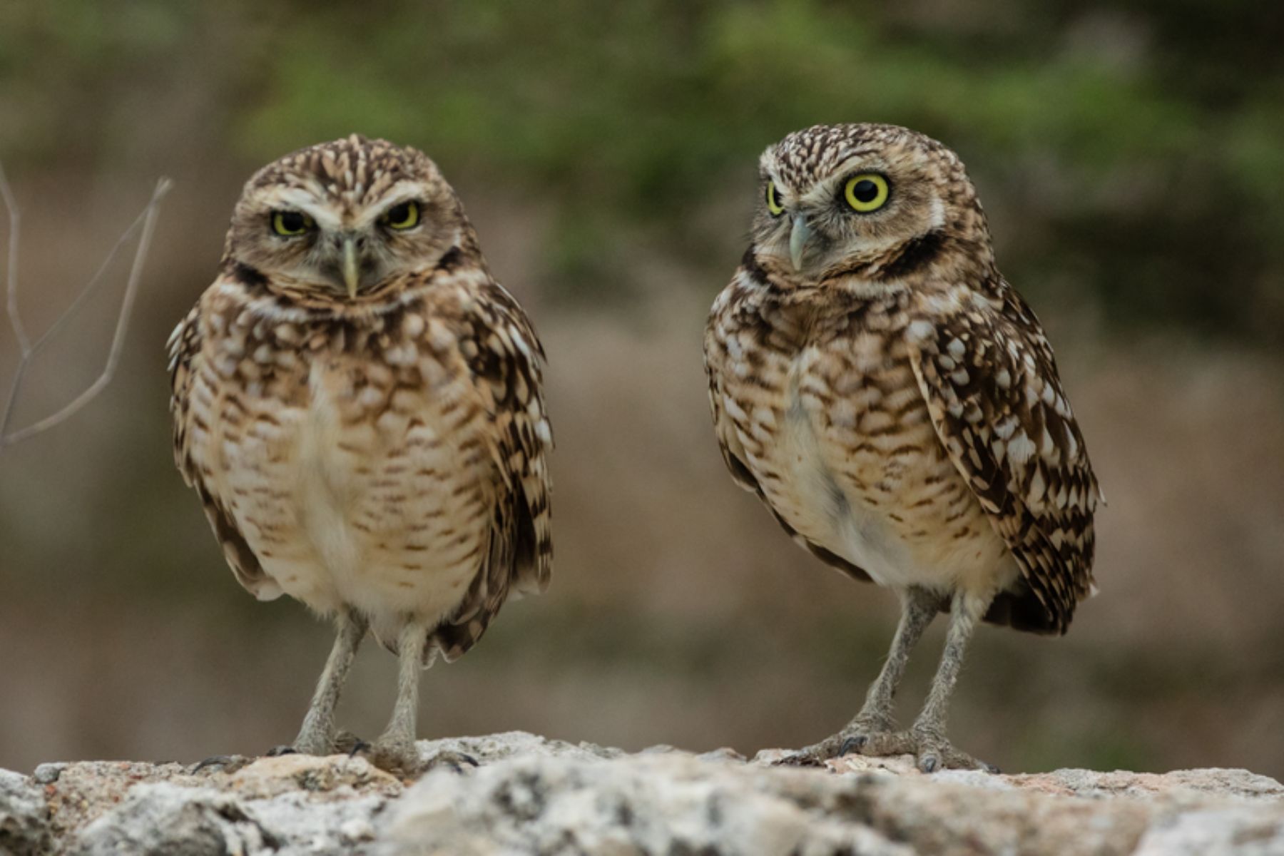 things-to-do-in-aruba-owl