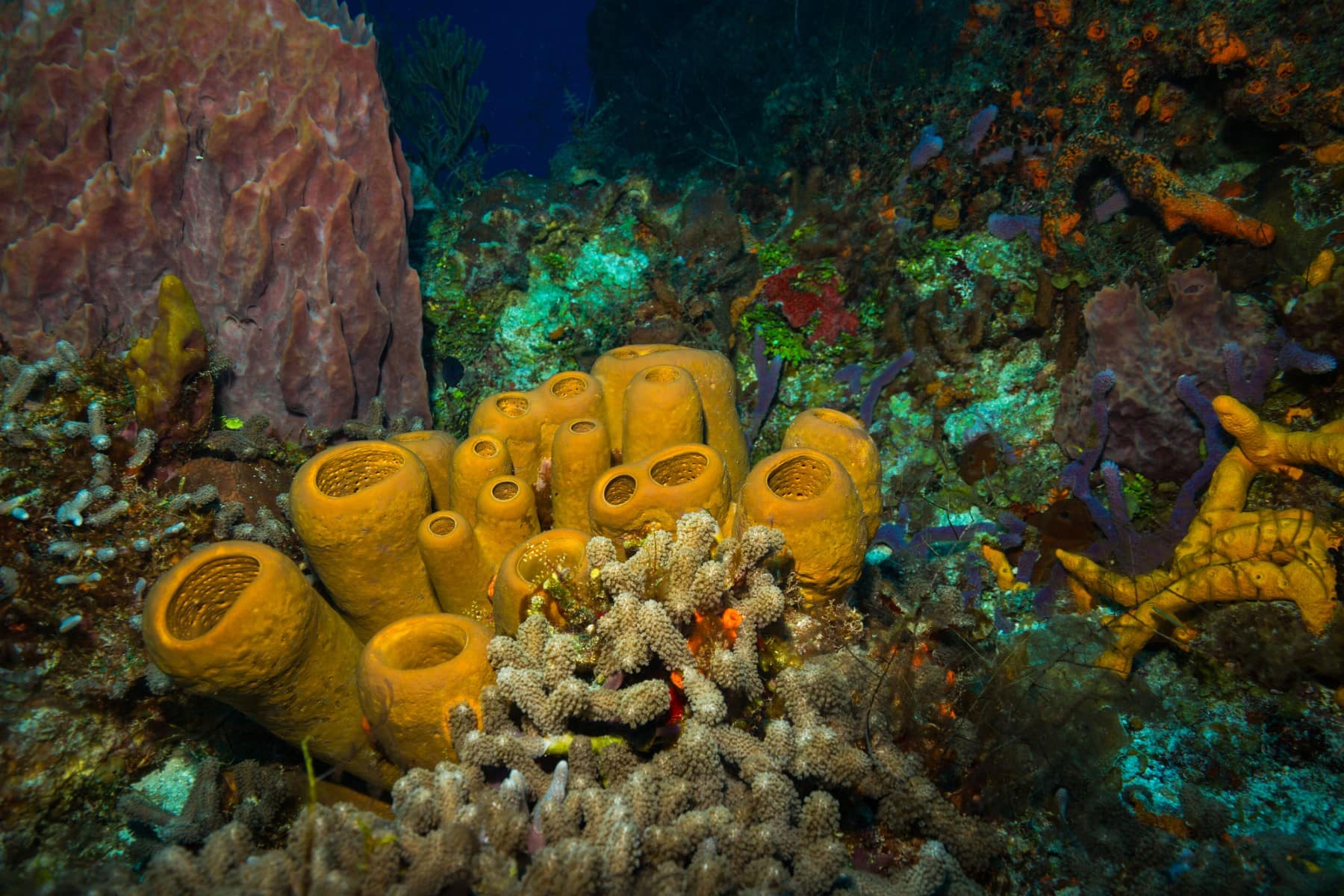 Go Diving in Cozumel’s Famous Waters