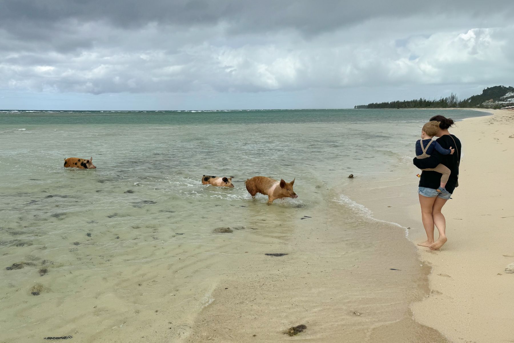 viva-fortuna-wyndham-beach-resort-advertorial-pigs