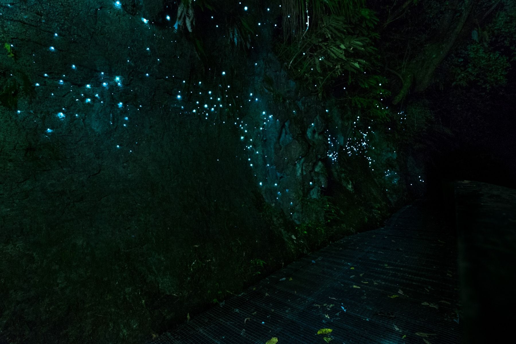 waitomo-glowworm-caves