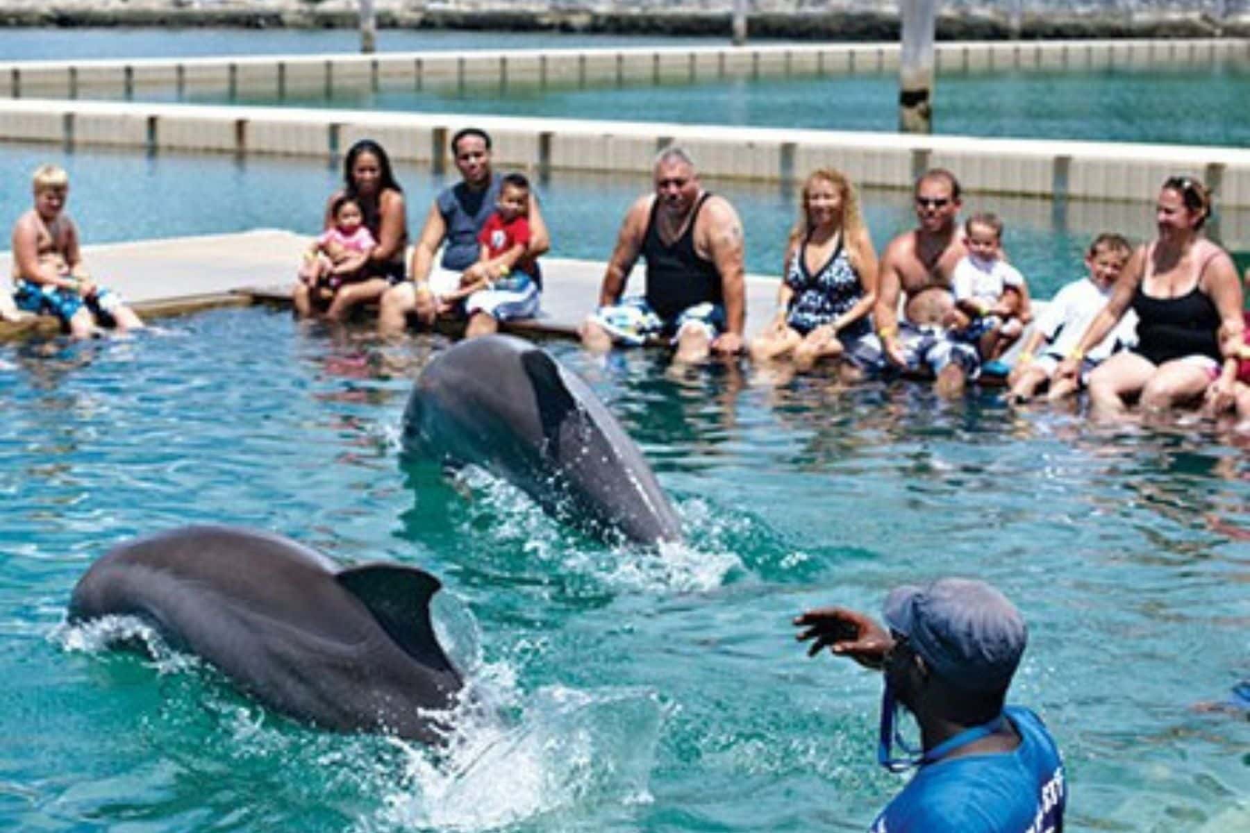 Watching Dolphins