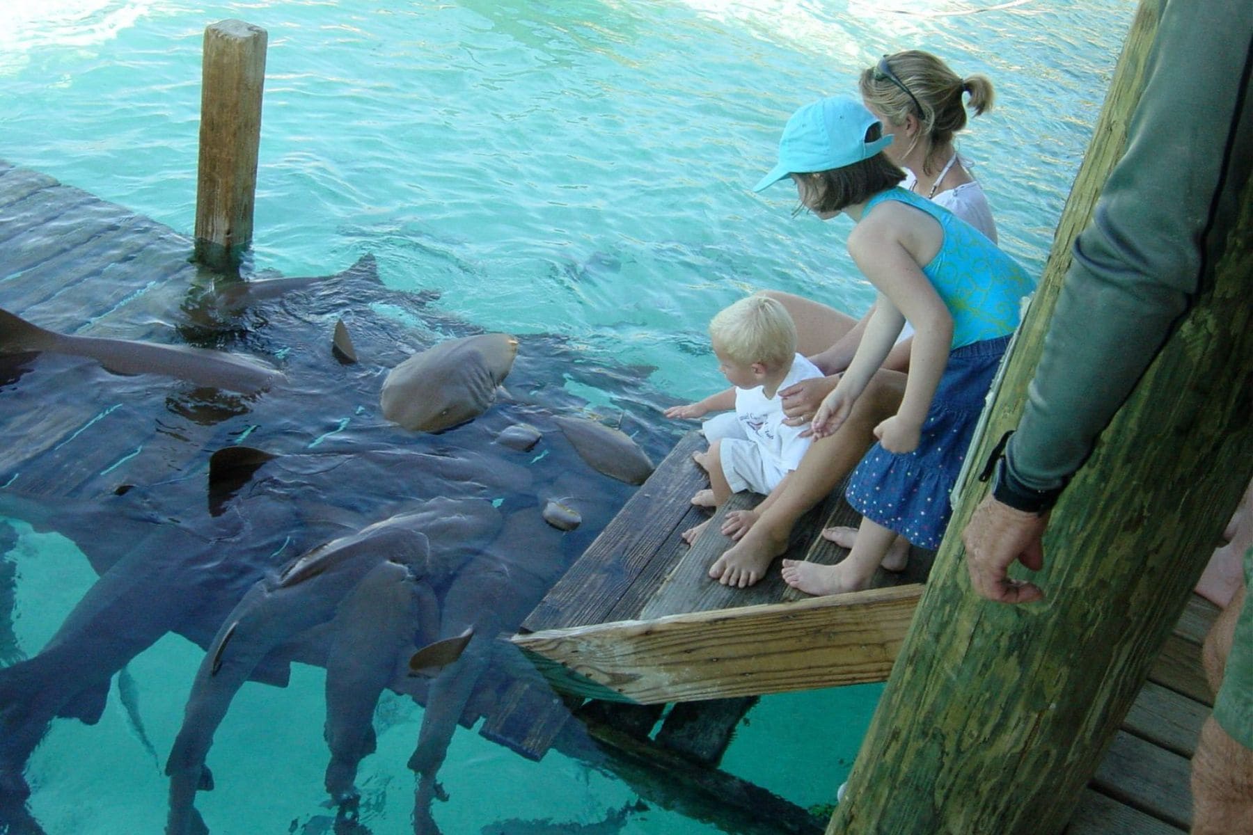 Watching The Sharks