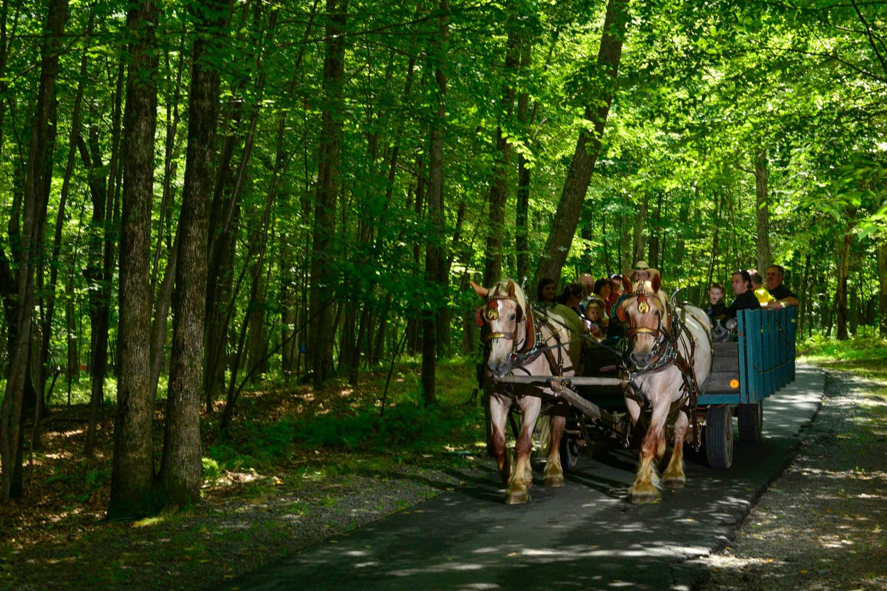 woodloch-pines-resort-trail