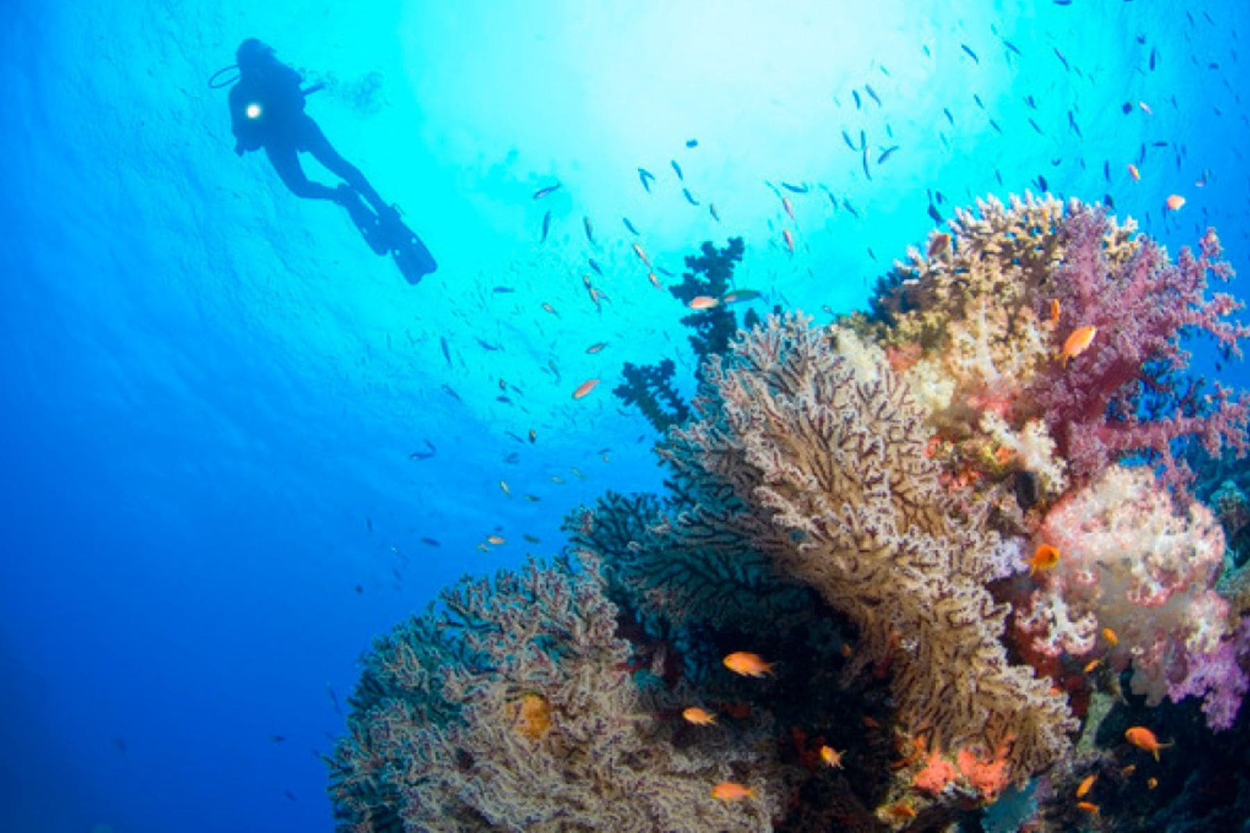 Yasawa Island Resort And Spa Scuba