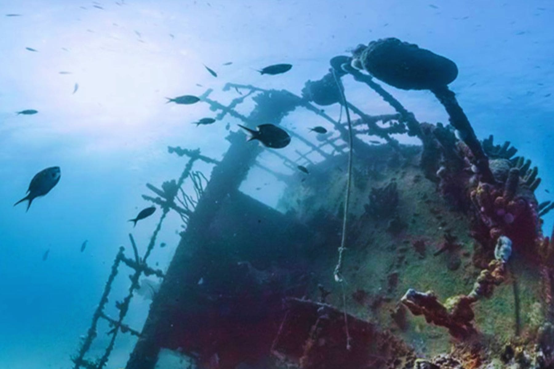 All Inclusive Adults Only Resorts In Aruba Antilla Wreck