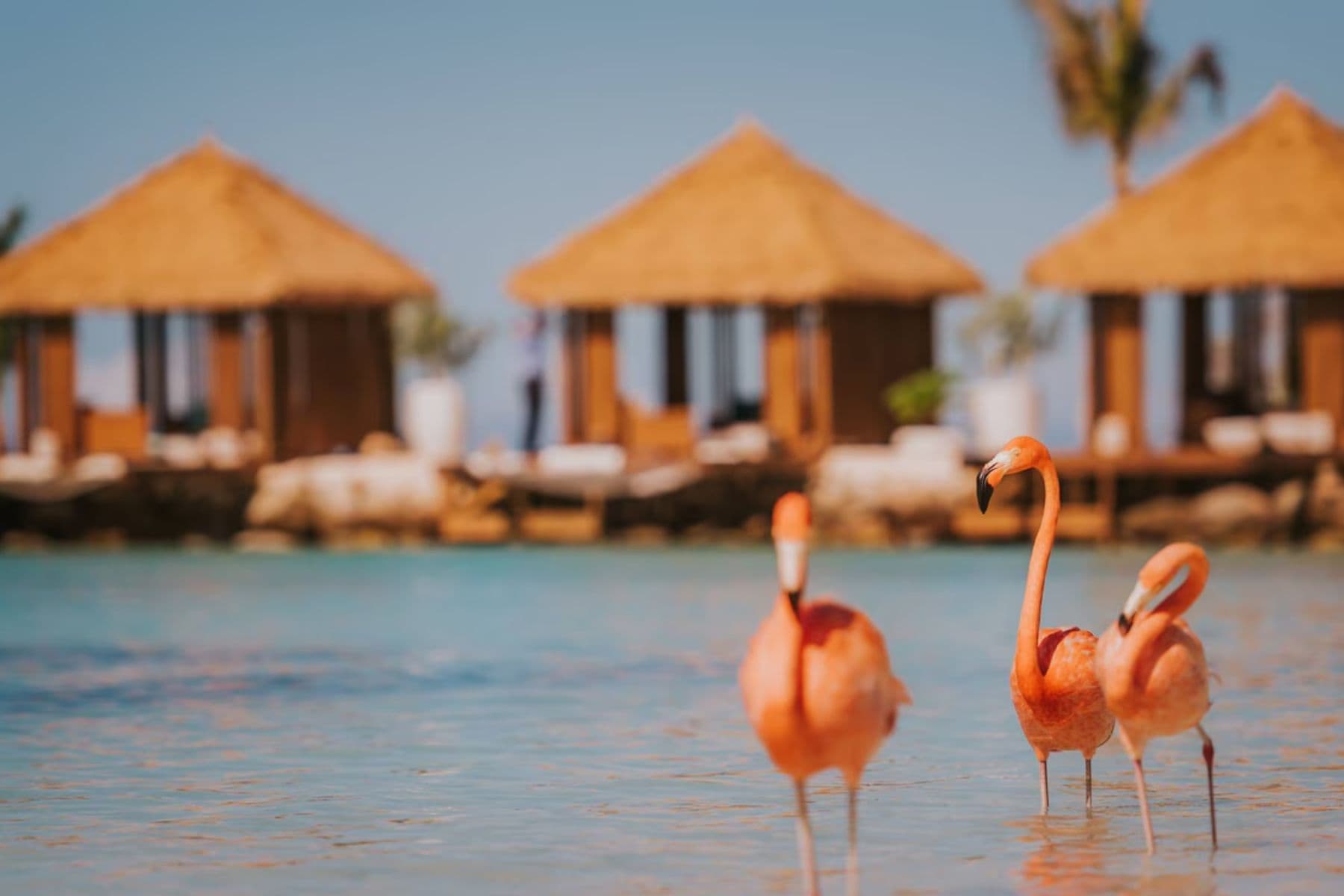 All Inclusive Adults Only Resorts In Aruba Renaissance Marina Flamingos