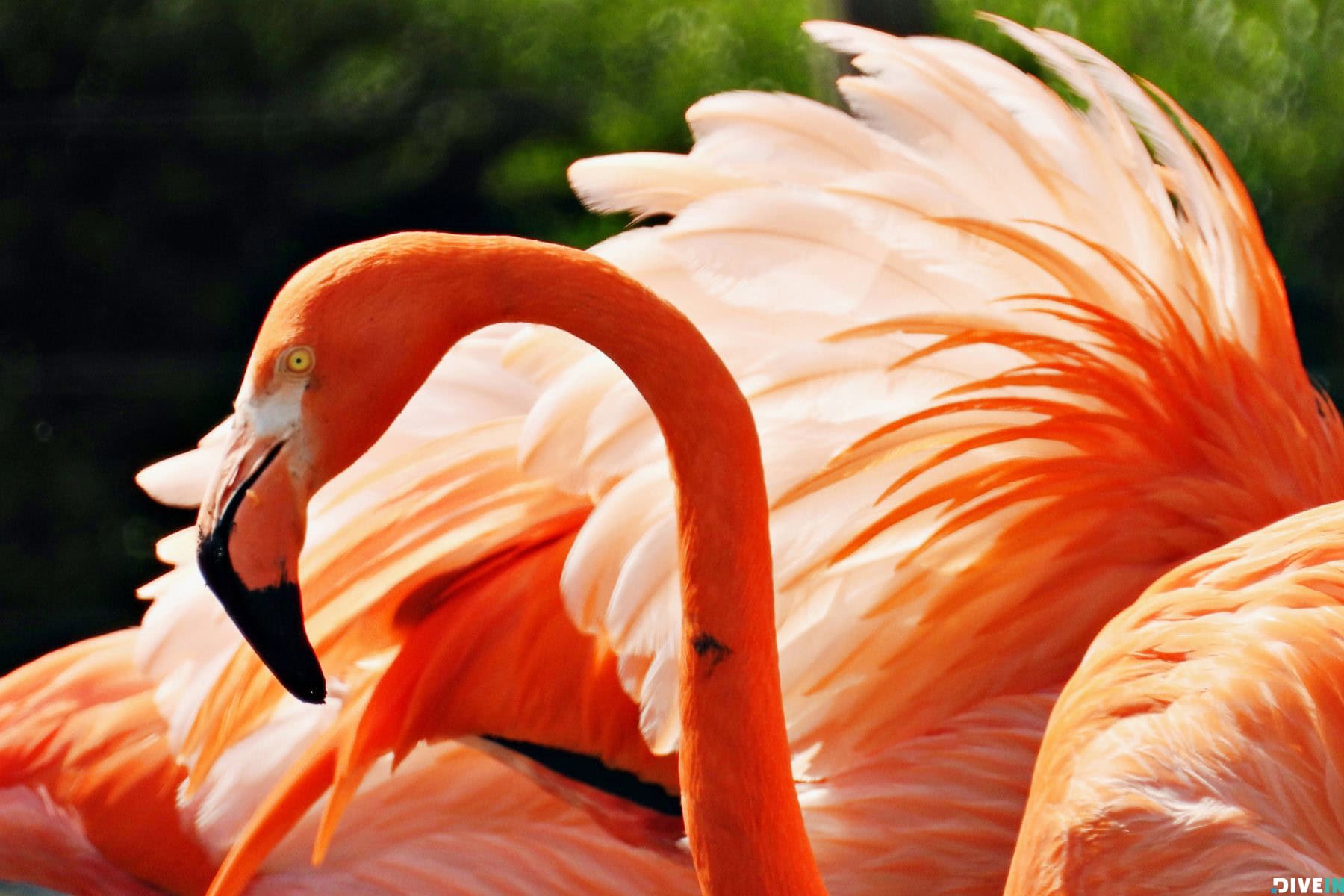 Beautiful Places In The Bahamas To Visit Ardastra Gardens