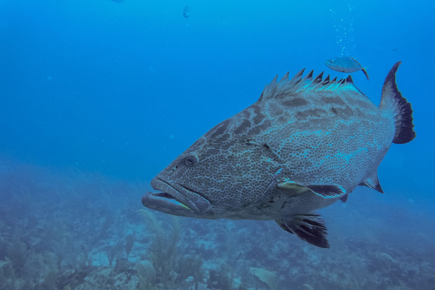 Cayo Espanto A Private Island Belize Fish