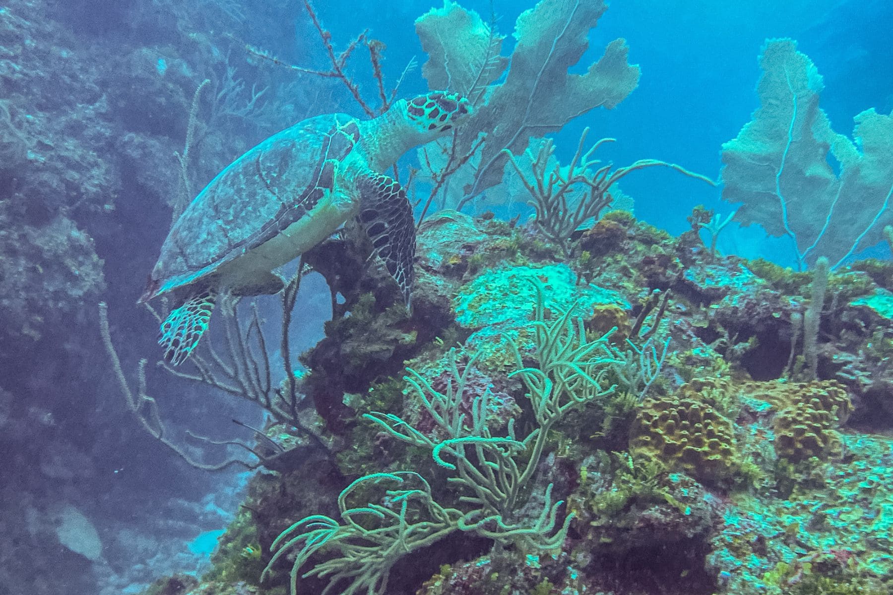 Cayo Espanto A Private Island Belize Turtle