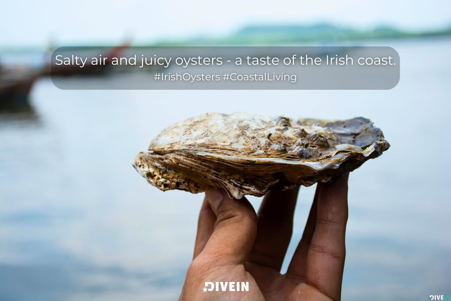 ireland food captions. salty air and juicy oysters - a taste of the irish coast.
