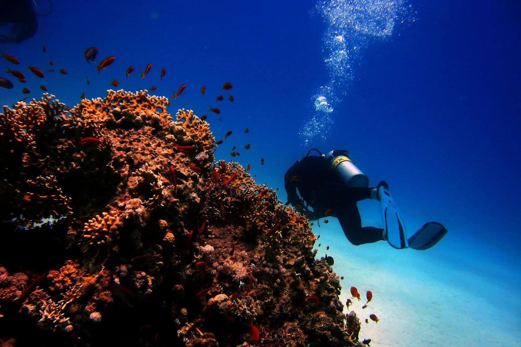 Scuba Diving