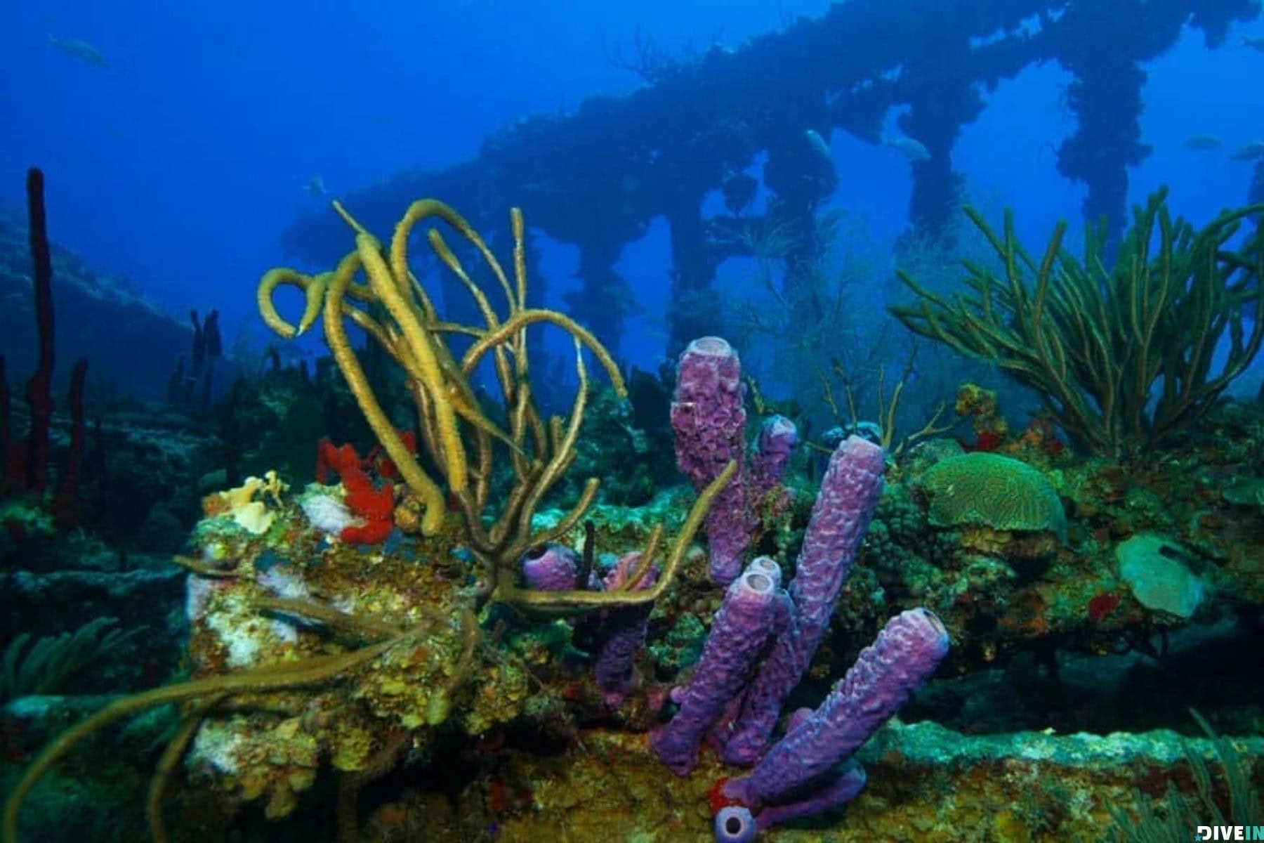 Virgin Islands To Visit Virgin Island Rms Rhone